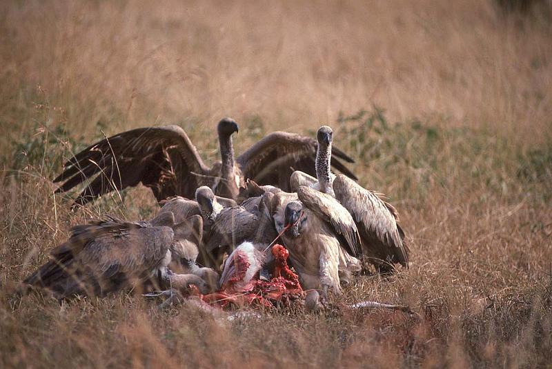 WT 1400 201-13 Kenya.jpg